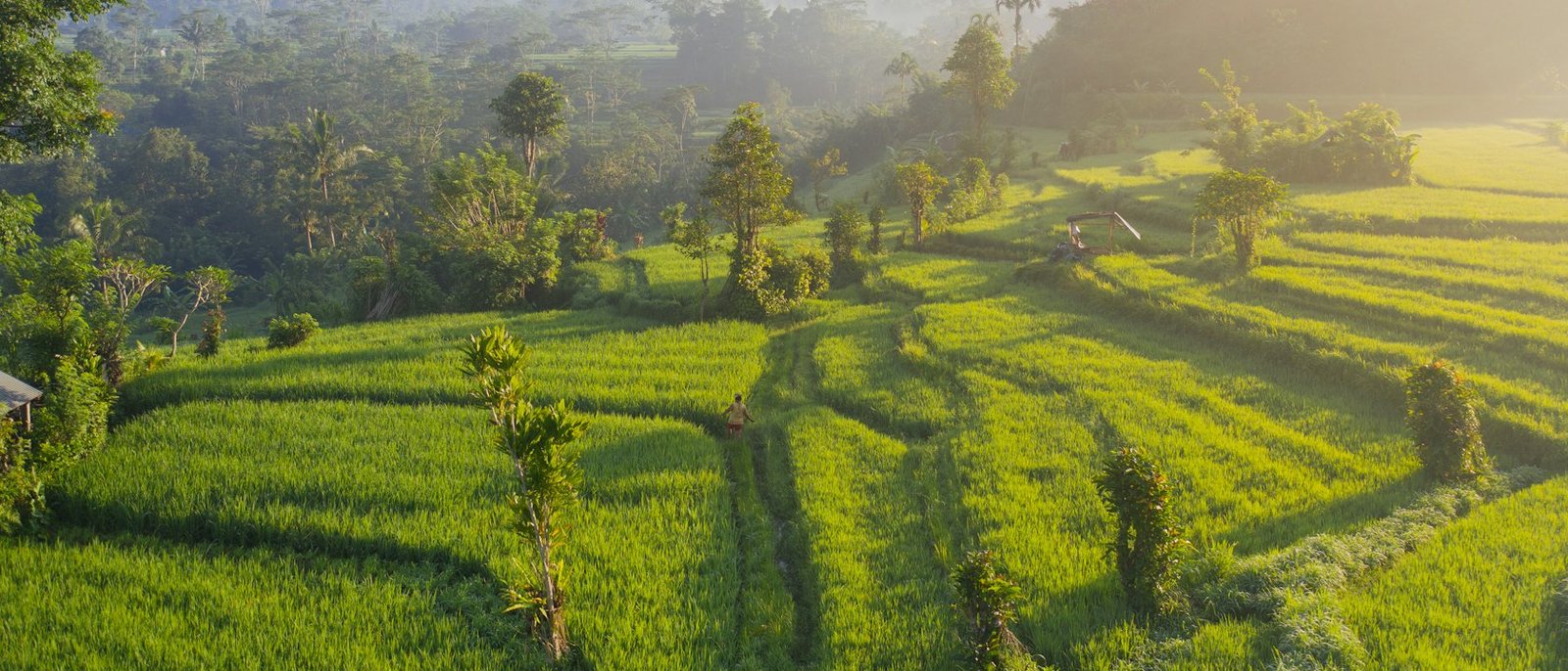 A person walking a narrow path through bright green rice terraces beneath a misty ridge at dawn.